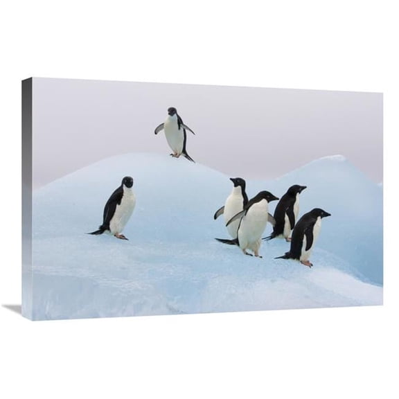 Global Gallery  Adelie Penguin Six Pengiuns Standing on Iceberg - Paulet Island - Antarctica Art Print