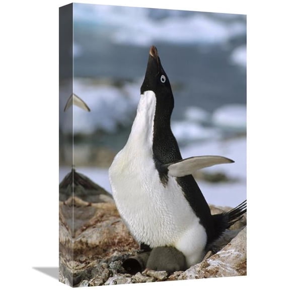 Global Gallery Adelie Penguin on Nest with Chicks - Petermann Island - Antarctica Art Print