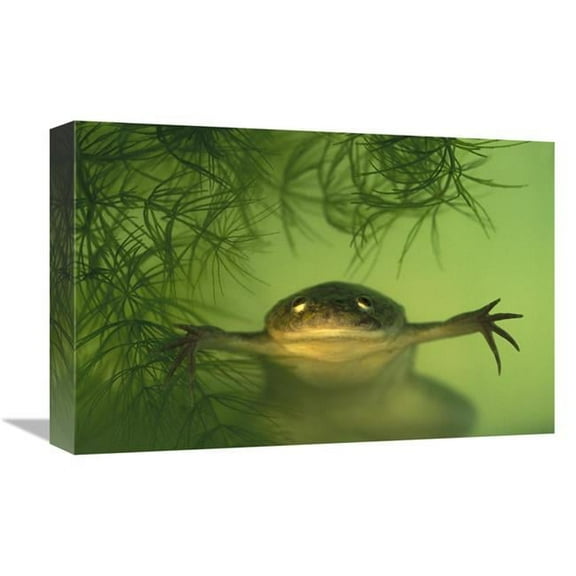Global Gallery  African Clawed Frog Aquatic - Native to Africa Art Print - Heidi And Hans-Juergen Koch