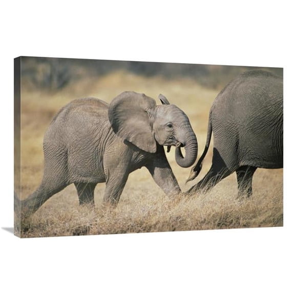 Global Gallery  African Elephant Baby Following Mother - Amboseli National Park - Kenya Art Print