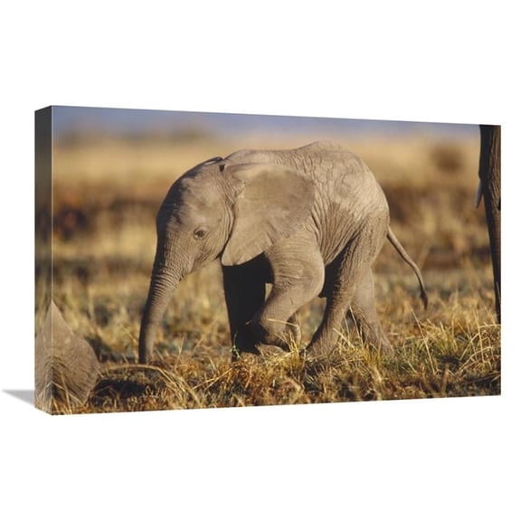 Global Gallery  African Elephant Baby - Kenya Art Print - Tim Fitzharris