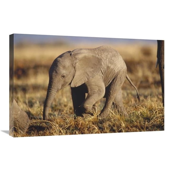 Global Gallery  African Elephant Baby - Kenya Art Print - Tim Fitzharris