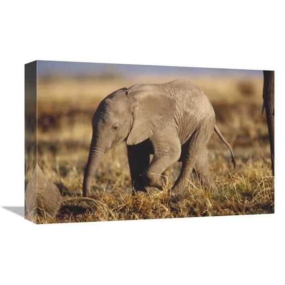 Global Gallery  African Elephant Baby - Kenya Art Print - Tim Fitzharris