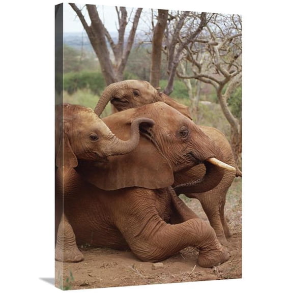 Global Gallery African Elephant Baby Orphans Explore Imenti - Tsavo East National Park - Kenya Art Print - Gerry Ellis