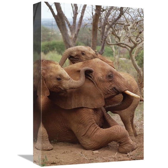 Global Gallery African Elephant Baby Orphans Explore Imenti - Tsavo East National Park - Kenya Art Print - Gerry Ellis