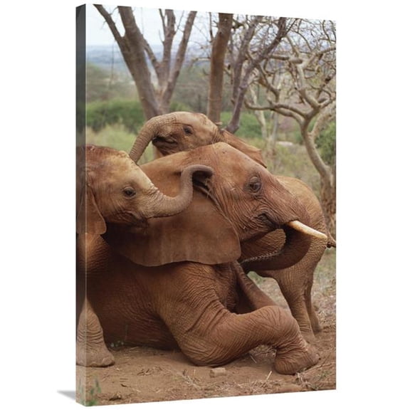 Global Gallery African Elephant Baby Orphans Explore Imenti - Tsavo East National Park - Kenya Art Print - Gerry Ellis