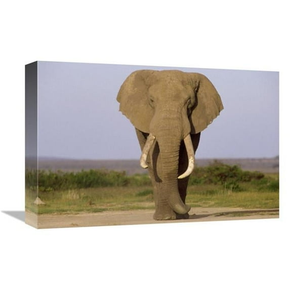 Global Gallery African Elephant Bull - Amboseli National Park - Kenya Art Print - Gerry Ellis