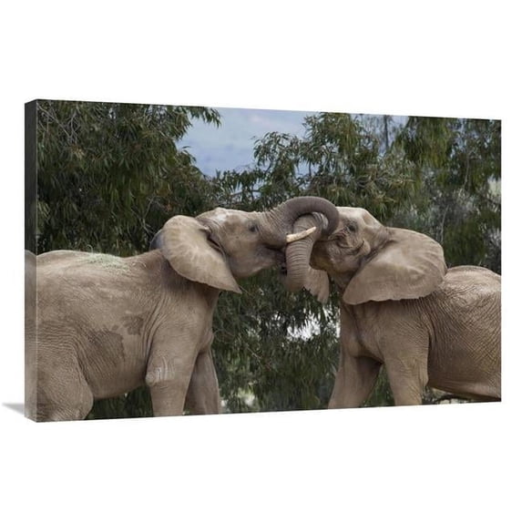 Global Gallery African Elephant Bulls Sparring - Native to Africa Art Print - San Diego Zoo