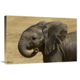 thumbnail image 1 of Global Gallery  African Elephant Calf Portrait - Native to Africa Art Print - San Diego Zoo, 1 of 1