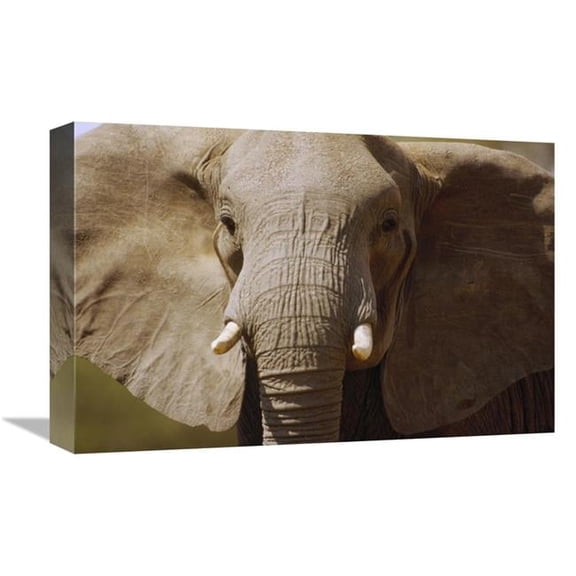 Global Gallery African Elephant Close Up - Amboseli National Park - Kenya Art Print - Gerry Ellis