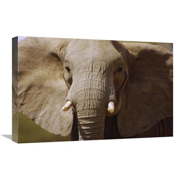 Global Gallery African Elephant Close Up - Amboseli National Park - Kenya Art Print - Gerry Ellis