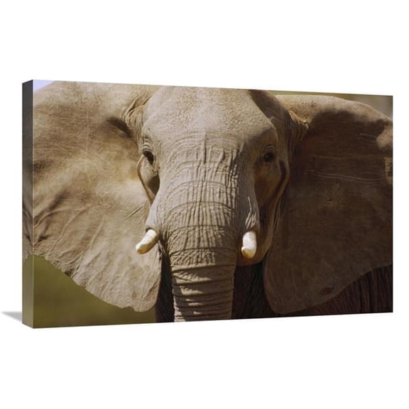 Global Gallery African Elephant Close Up - Amboseli National Park - Kenya Art Print - Gerry Ellis