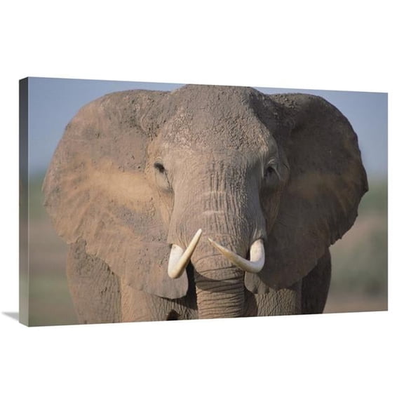Global Gallery African Elephant Close-Up - Amboseli National Park - Kenya Art Print - Gerry Ellis