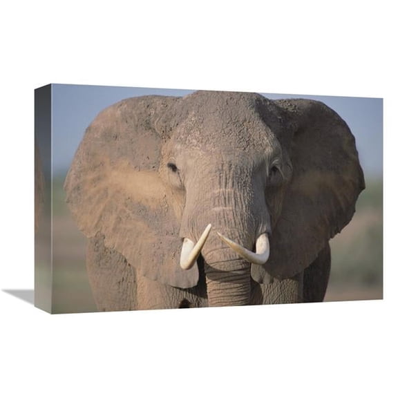 Global Gallery African Elephant Close-Up - Amboseli National Park - Kenya Art Print - Gerry Ellis