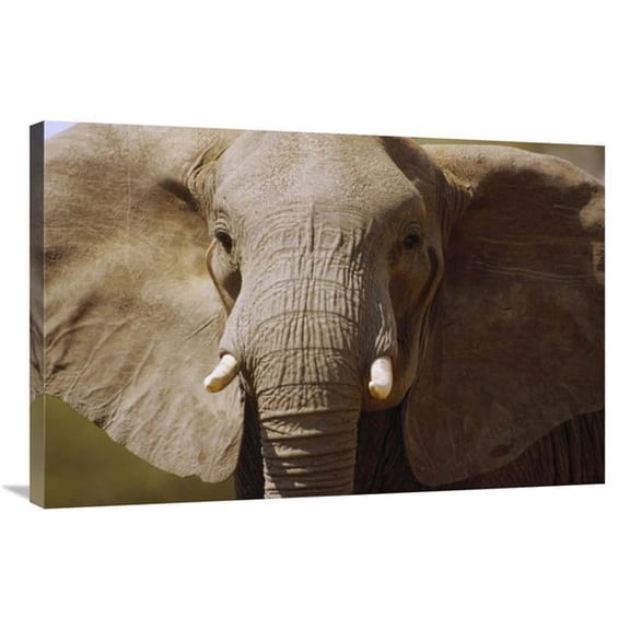 Global Gallery African Elephant Close Up - Amboseli National Park - Kenya Art Print - Gerry Ellis