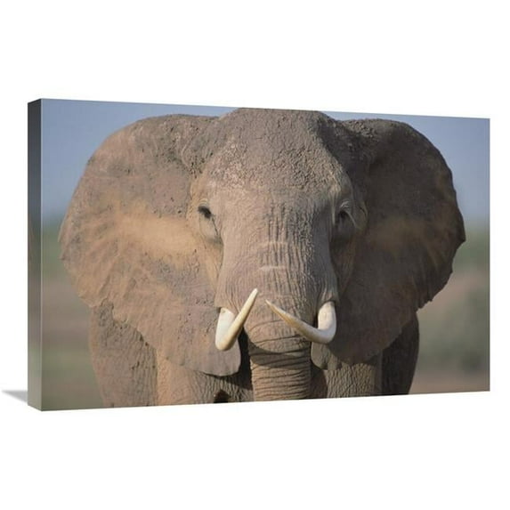 Global Gallery African Elephant Close-Up - Amboseli National Park - Kenya Art Print - Gerry Ellis