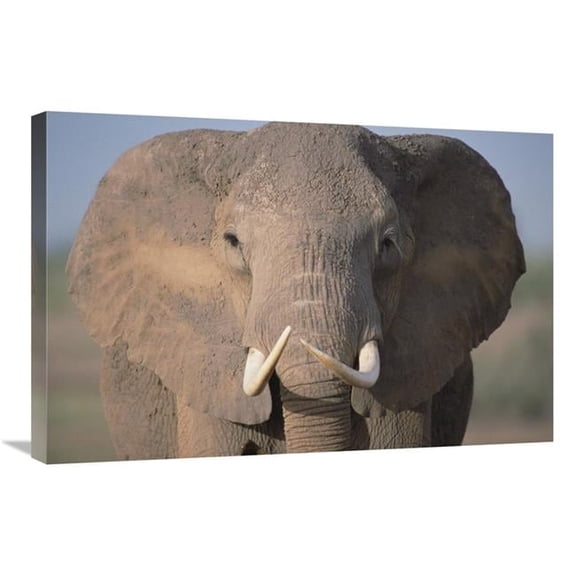 Global Gallery African Elephant Close-Up - Amboseli National Park - Kenya Art Print - Gerry Ellis