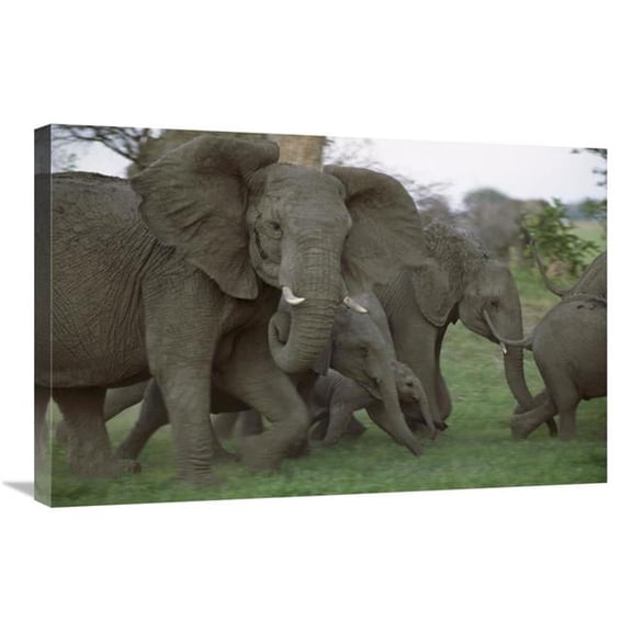Global Gallery African Elephant Herd Running - Linyanti Swamp - Botswana Art Print