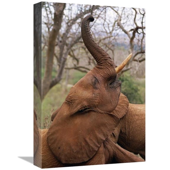 Global Gallery African Elephant Orphan Imenti - Trumpeting - Tsavo East National Park - Kenya Art Print - Gerry Ellis