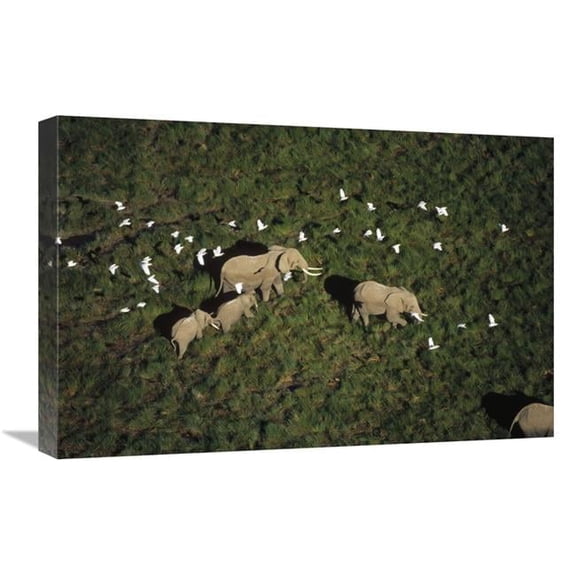 Global Gallery  African Elephant Parents & Two Calves with Cattle Egret Flock - Kenya Art Print - Tim Fitzharris