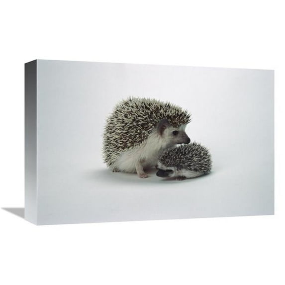 Global Gallery African Hedgehog Baby & Mother - Native to Africa Art Print - San Diego Zoo