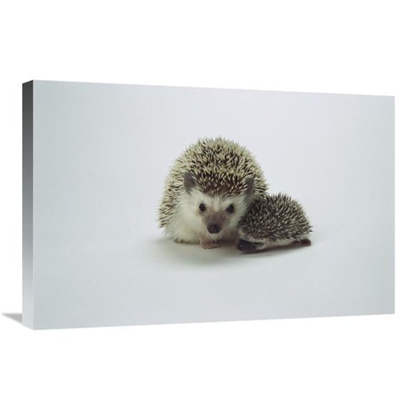 Global Gallery  African Hedgehog Mother & Baby - Native to Africa Art Print - San Diego Zoo