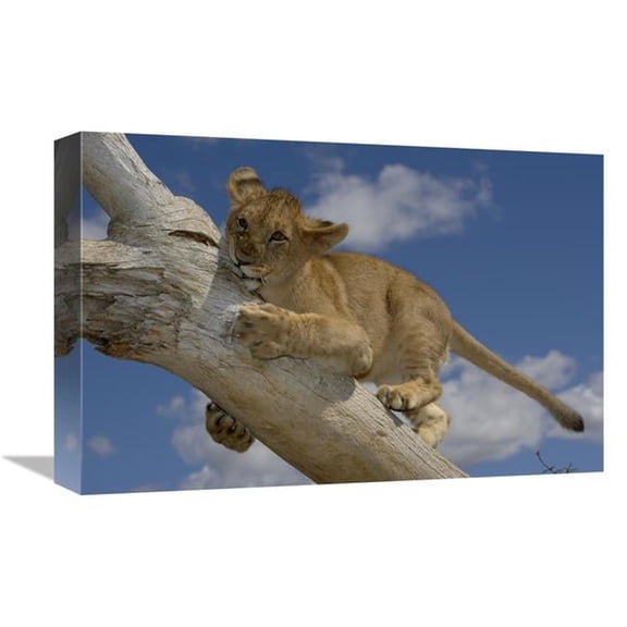 Global Gallery African Lion Cub Playing on Log - Native to Africa Art Print - San Diego Zoo