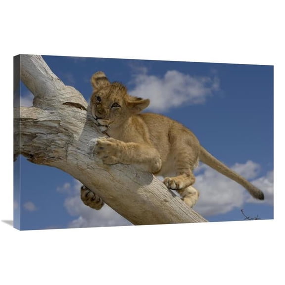 Global Gallery African Lion Cub Playing on Log - Native to Africa Art Print - San Diego Zoo