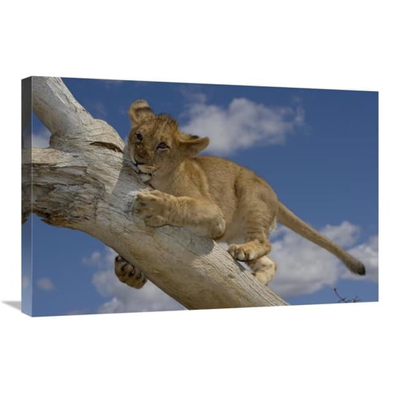 Global Gallery African Lion Cub Playing on Log - Native to Africa Art Print - San Diego Zoo