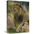 thumbnail image 1 of Global Gallery  African Lion Male Portrait - Native to Africa Art Print - San Diego Zoo, 1 of 1