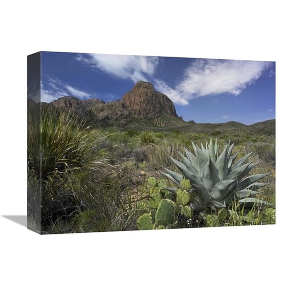 Global Gallery Agave & Cactus in the Chisos Mountains - Big Bend NP - Texas Art Print - Tim Fitzharris