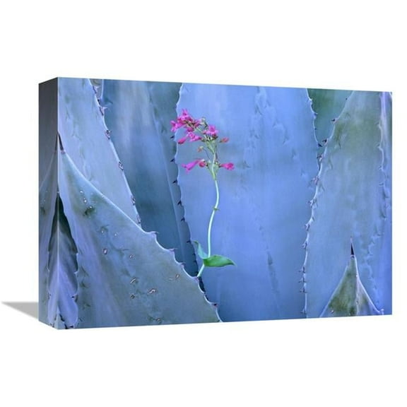 Global Gallery Agave & Parrys Penstemon Close Up - North America Art Print