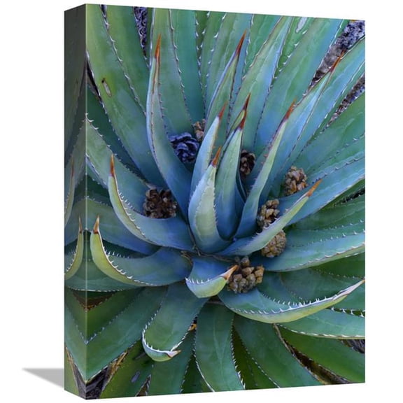 Global Gallery Agave Plants with Pine Cones - North America Art Print