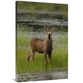 thumbnail image 1 of Global Gallery  Alaska Moose Calf Standing in Marsh, 1 of 1