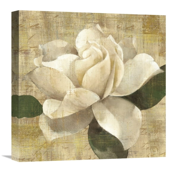 Global Gallery Albena Hristova 'Gardenia Blossom on Script' Canvas Wall Art