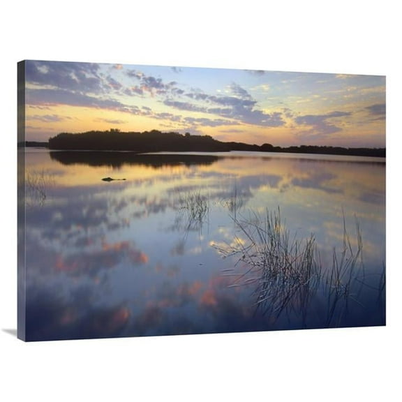 Global Gallery  American Alligator in Paurotis Pond - Everglades National Park - Florida Art Print - Tim Fitzharris