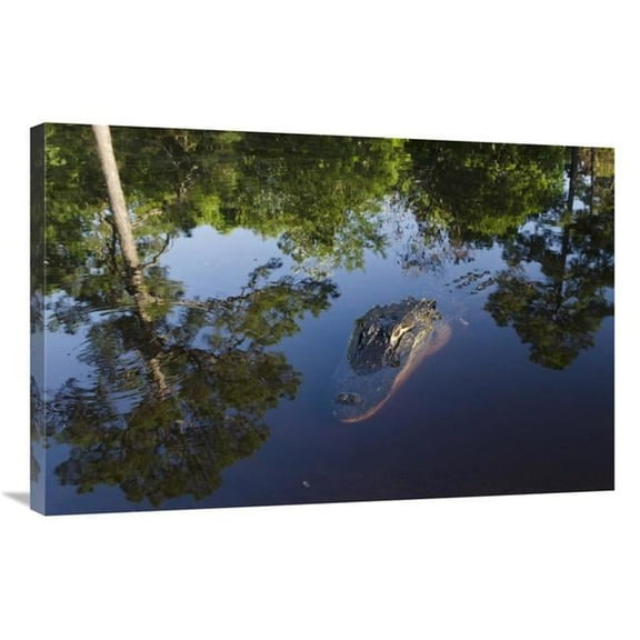 Global Gallery American Alligator on Surface - Okefenokee National Wildlife Refuge - Florida Art Print - Pete Oxford