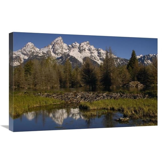 Global Gallery American Beaver Pond with Dam & Lodge - Grand Teton NP - Wyoming Art Print