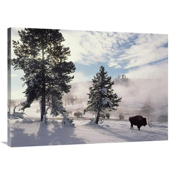 Global Gallery  American Bison in Winter - Yellowstone National Park - Wyoming Art Print - Tim Fitzharris