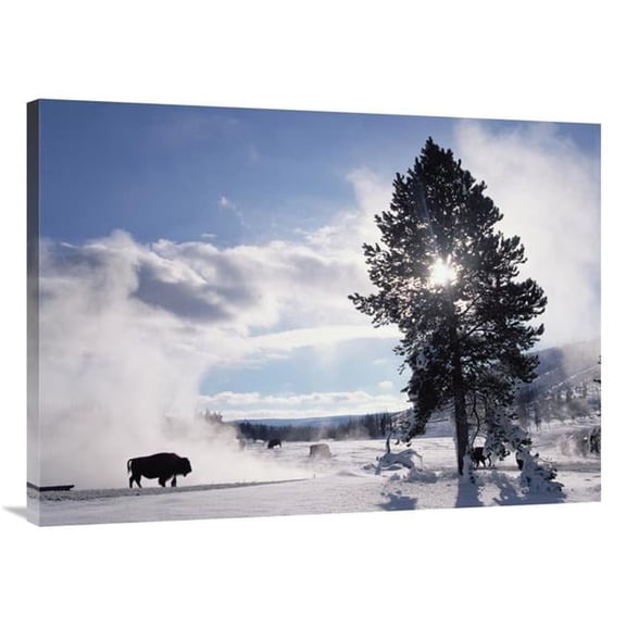 Global Gallery  American Bison in Winter - Yellowstone National Park - Wyoming Art Print - Tim Fitzharris