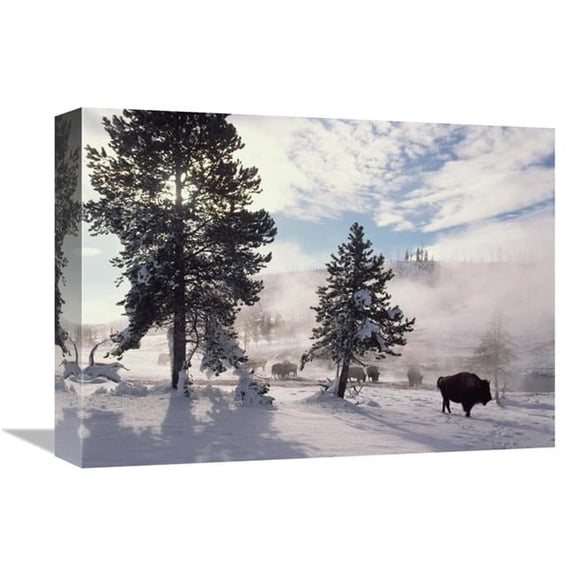 Global Gallery American Bison in Winter - Yellowstone National Park - Wyoming Art Print - Tim Fitzharris