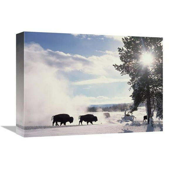 Global Gallery American Bison in Winter - Yellowstone National Park - Wyoming Art Print - Tim Fitzharris