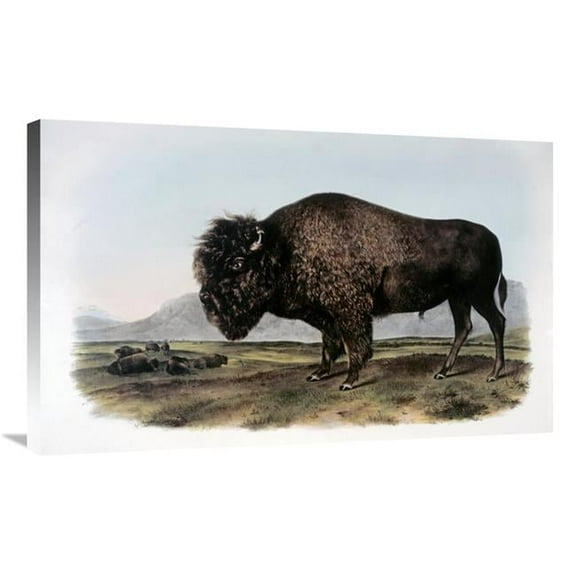 Global Gallery American Bison or Buffalo Art Print