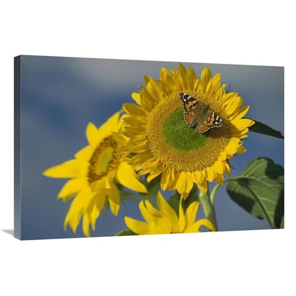 Global Gallery American Painted Lady Butterfly on Sunflower - New Mexico Art Print - Tim Fitzharris
