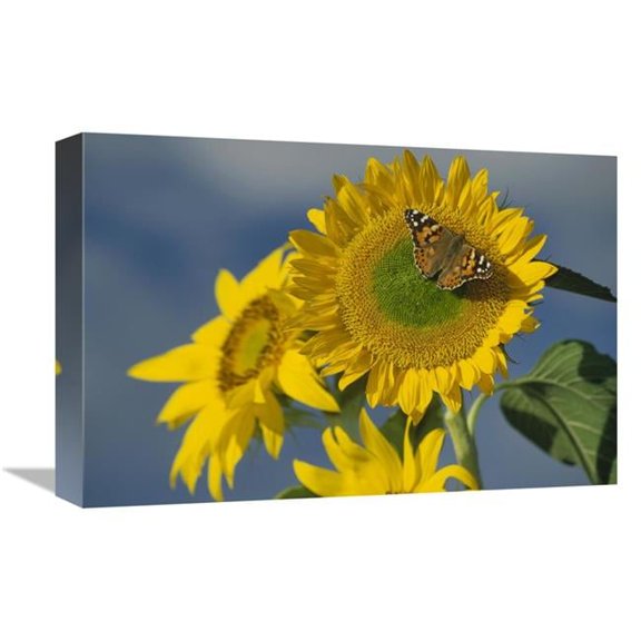 Global Gallery American Painted Lady Butterfly on Sunflower - New Mexico Art Print