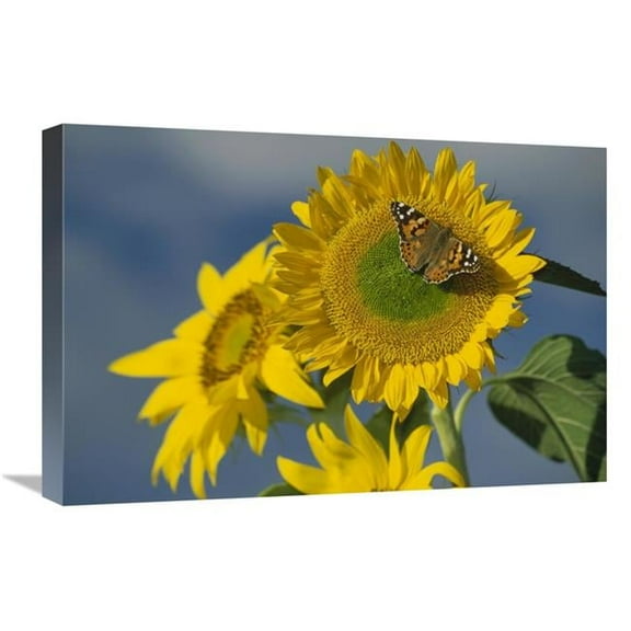 Global Gallery American Painted Lady Butterfly on Sunflower - New Mexico Art Print