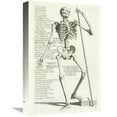 thumbnail image 1 of Global Gallery  Anatomical Diagram Showing Human Skeleton - Front View with Legends Art Print, 1 of 1