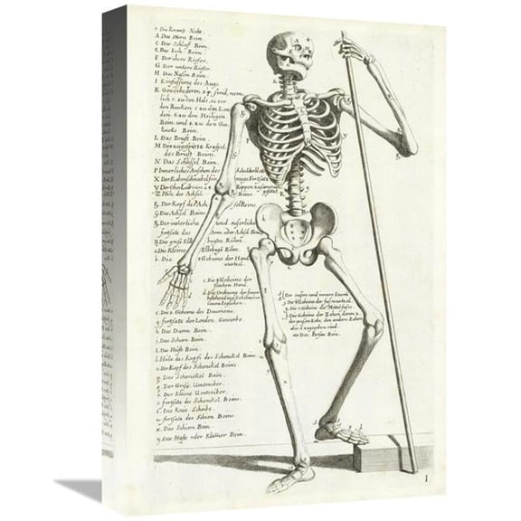 Global Gallery Anatomical Diagram Showing Human Skeleton - Front View with Legends Art Print
