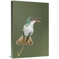 thumbnail image 1 of Global Gallery  Andean Emerald Hummingbird Calling - Ecuador Art Print - Steve Gettle, 1 of 1