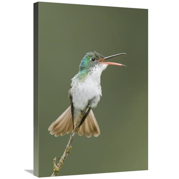 Global Gallery Andean Emerald Hummingbird Calling - Ecuador Art Print - Steve Gettle